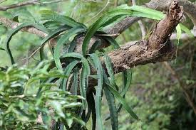 Plant cell is extremely small. 10 Facts About Plants Scientific And Interesting Points To Read