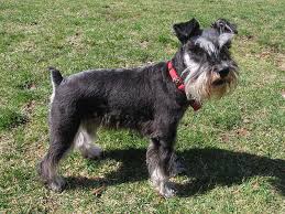 Image result for schnauzer angel cesar millan