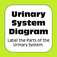 A simplified diagram of a human cell. Urinary System Excretory System Labeled Diagrams For Anatomy And Physiology