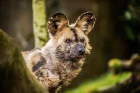 The african wild dog has been around for far longer than domesticated dogs: African Painted Dog Oregon Zoo