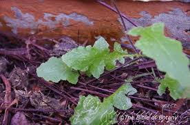 Image result for Youngia japonica