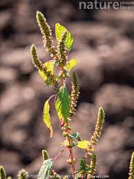 Image result for Amaranthus hybridus