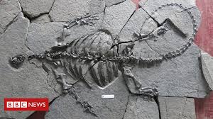Check spelling or type a new query. Wtf Triassic Lotosaurus Adentus