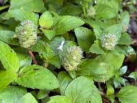 Image result for Nelsonia