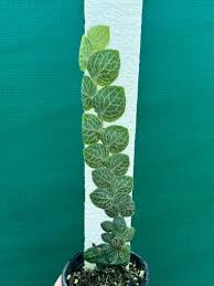 Image result for Rorippa cryptantha