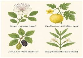 Image result for Capparis citrifolia