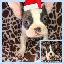 We are reputable french bulldog breeders. Lilac And Blue Pied Kc Reg French Bulldogs For Sale In Dogsandpuppies Co Uk