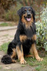 Fluffy Black And Brown Dog Breeds Hovawart Puppies Dogs Pup With Images Dog Breeds Dogs Large Dog Breeds