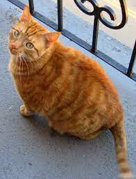 File Orange Tabby Cat On Balcony Jpg Wikimedia Commons