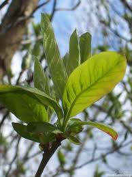 However, it's pretty easy to protect your plants from rabbits in an attractive way. Fruit Trees And Small Gardens Garden Designer Edible Gardens