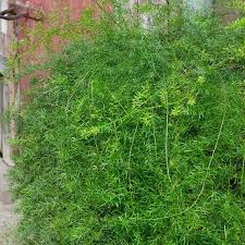 Image result for Asparagus petersianus
