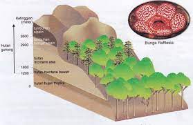 Lapisan bawah hutan umumnya tidak tersinari matahari dengan cukup. Hutan Gunung Geografi Tingkatan 1