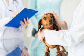 We did not find results for: Searching 24 Hour Vet Near Me Here Is What You Need
