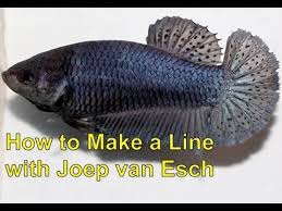 Betta Selective Breeding With Joep Van Esch How To Make A Line