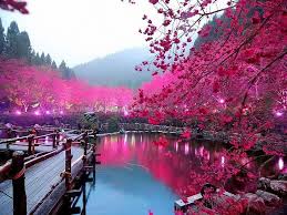 Cherry blossoms anime scenery wallpapers top free cherry. Cherry Blossom Background Hd 1080p 2k 4k 5k Hd Wallpapers Free Download Wallpaper Flare