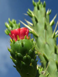 Austrocylindropuntia Subulata Eve S Needle Cactus World Of Succulents Blooming Cactus Cactus Succulents