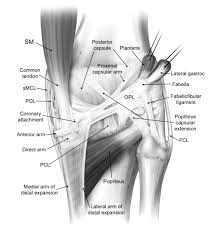The lateral collateral ligament (lcl) runs on the outer side. The Knee Resource Posterolateral Corner Injury