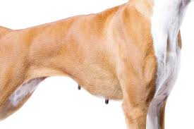 Boxer puppies for adoption ireland. Boxer Dog Breed Information