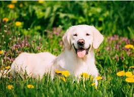 How long do pet allergy symptoms last. Dog Allergies Signs And Treatment How To Tell If Your Dog Has Allergies Petmd