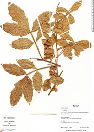 Image result for Paullinia pinnata