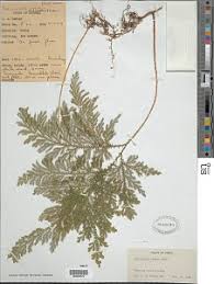 Image result for Selaginella vogelii