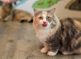It is a health food which is packed with gelatin, chondroitin, assortment of minerals and protein. Cat Diarrhea 5 Treatment Options You Should Try Petmd