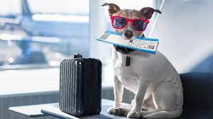 Here S How Much It Costs To Travel With Your Pet Dog Waiting Pet Friendly Hotels Your Dog