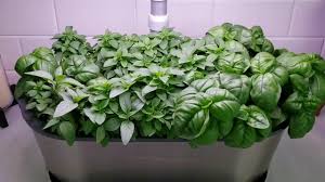 We did not find results for: How To Harden Off Your Aerogarden Plants Youtube