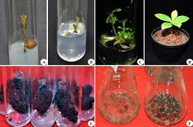 Image result for Salacia orientalis