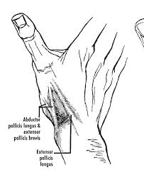 Anatomical Snuffbox Anatomy Study Buddy It crosses the anatomical snuff box's floor in an oblique way leading to the extensor tendons. anatomical snuffbox anatomy study buddy