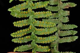 Image result for Arthropteris