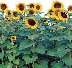 Use these flowers that attract hummingbirds to create an amazing hummingbird habitat in your backyard. 15 Types Of Sunflowers Tall Dwarf Yellow And Bicolor Sunflowers
