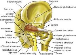 Image result for Obturator Nerve Compression