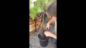 High winds, snow loads (especially when trees are in leaf or flower) and drastic temperature swings can all lead to stress and failure in trees that aren't properly pruned. How To Prune A Fern Australian Tree Fern Youtube