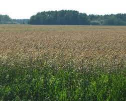 How much does tefl/tesol certification cost? Bromegrass Carlton 1 Golden Acre Seeds