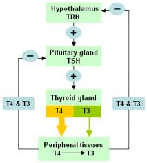 Image result for Thyroid Function Summary