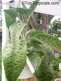 Image result for Hypericophyllum