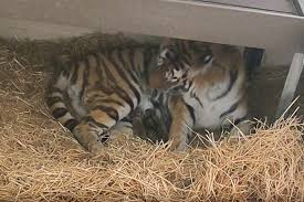 Toronto zoo travelers' reviews, business hours, introduction, open hours. Three Endangered Tiger Cubs Were Just Born At The Toronto Zoo And They Re So Precious