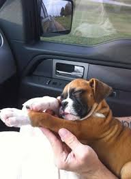 There aren't many things cuter than boxer puppies. Pin On Boxer Ma Passion