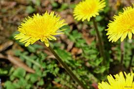 たんぽぽ タンポポ の綿毛とは 花言葉や育ち方 ハーバリウムの作り方は horti ホルティ by greensnap たんぽぽ タンポポ flower 花のある暮らし 花 たんぽぽ タンポポ 綺麗な花