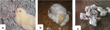 Symptoms and signs of aspergillus infection depend on the type of fungus involved. Pathological Investigation Of Avian Aspergillosis In Commercial Broiler Chicken At Chittagong District Semantic Scholar