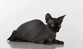 According to breed standards, the skin should have the texture of chamois leather, as it has fine hairs, or the cat may be completely hairless. 100 Spectacular Sphynx Cat Names For Hairless Cats