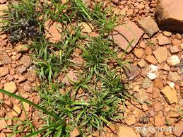 Image result for Xerophyta pseudopinifolia