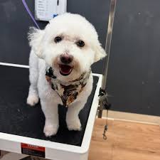 Basil 🐾🛁❤️🐶 groom by Tricia