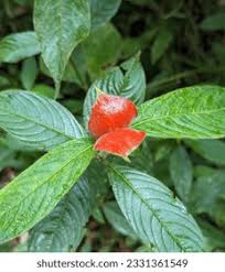Image result for Psychotria pumila