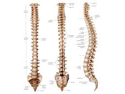The spine anatomy is a complex structure. Diagram Diagram Of Spine Full Version Hd Quality Of Spine Uxdiagram Arsae It