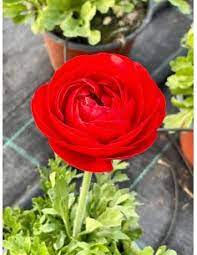 Acquista online √ piante √ alberi √ bonsai √ concimi √ semi √ piante carnivore √ piante grasse. Sale Of Garden Plants Indoor And Outdoor Plants Mondo Piante Floricultural Nursery