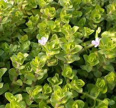 Image result for Bacopa floribunda