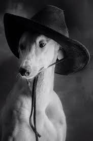 Black And White Italian Greyhound Puppy Pin By Pam Ostrander On Italian Greyhounds Whippets Greyhounds Black And White Dog Greyhound Whippet