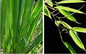 Daun tunggal terdapat pada sebuah tangkai yang terdapat satu helai daun saja seperti pada tumbuhan singkong. 10 Contoh Daun Sejajar Ciri Dan Gambarnya Lengkap Ruangbiologi Co Id